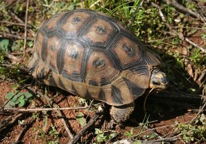 Pearly Beach Bewarea Conservancy - Tortoise Project